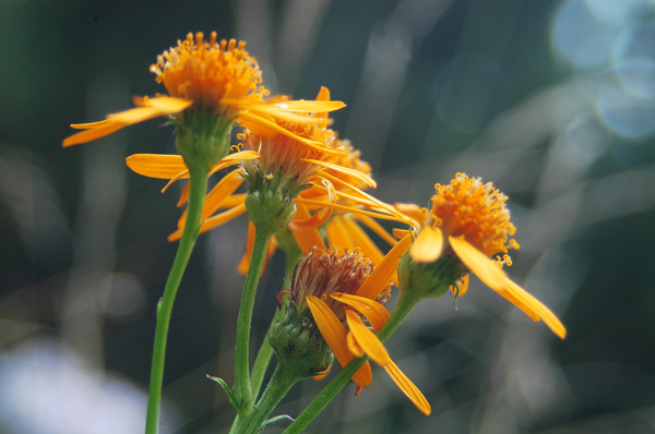 Jacobaea abrotanifolia / Senecio abrotanino