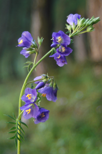 Polemonium caeruleum / Polemonio ceruleo, Valeriana greca