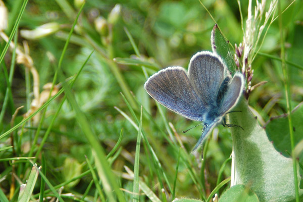 Plebejus idas ?