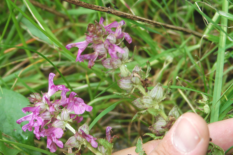 Pedicularis verticillata