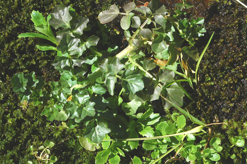 Cardamine amara