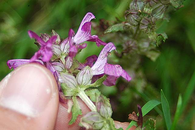 Pedicularis verticillata