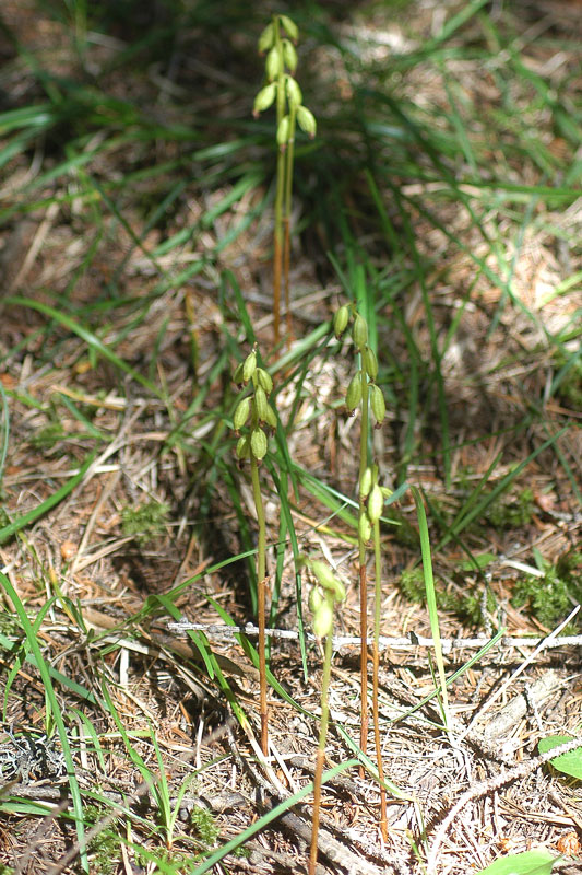 Corallorhiza trifida