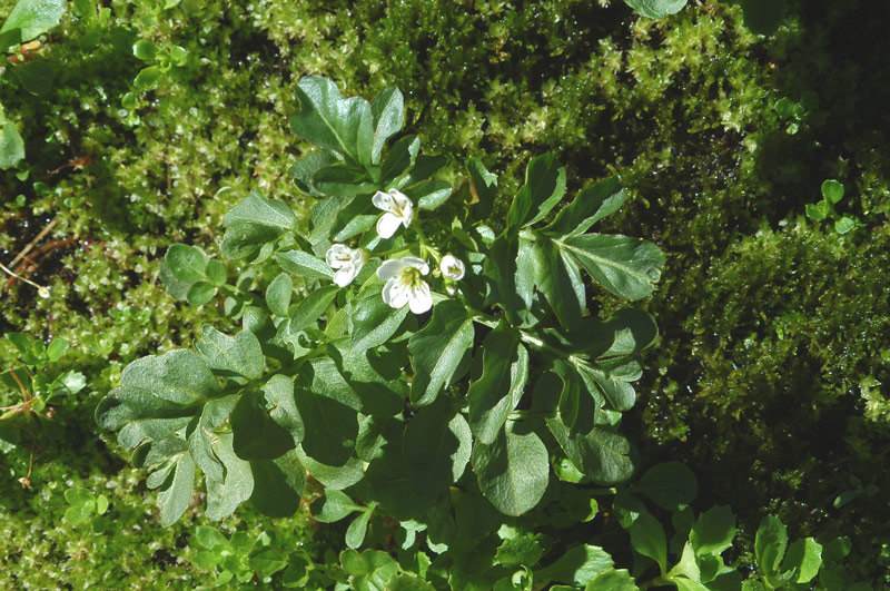 Cardamine amara