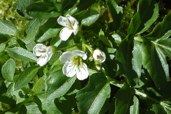 Cardamine amara