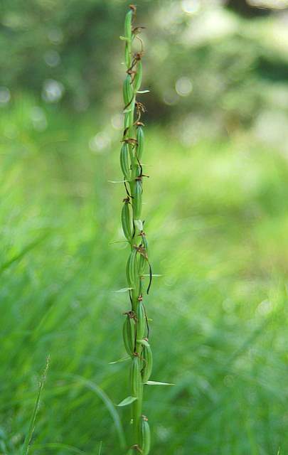 Semi di ... orchidea sfiorita!