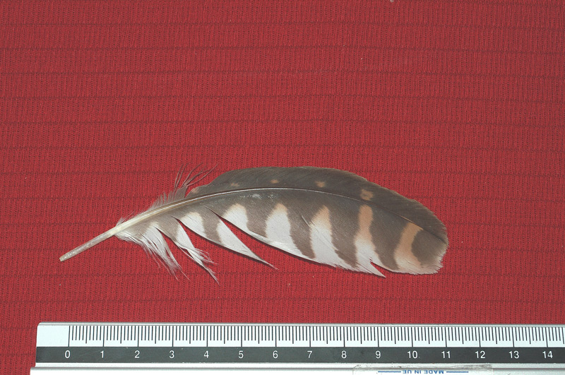 Penne : rapace diurno - Gheppio (Falco tinnunculus)