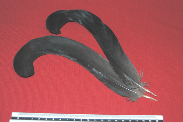 Penne : Lyrurus tetrix/Gallo forcello