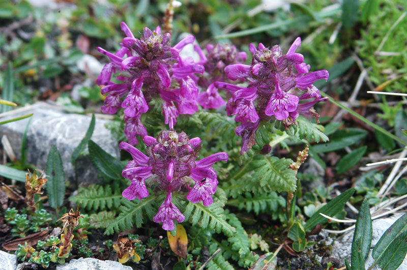 Pedicularis verticillata