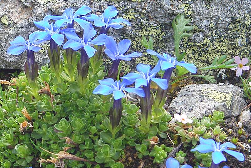 Gentiana orbicularis / Genziana a foglie rotonde