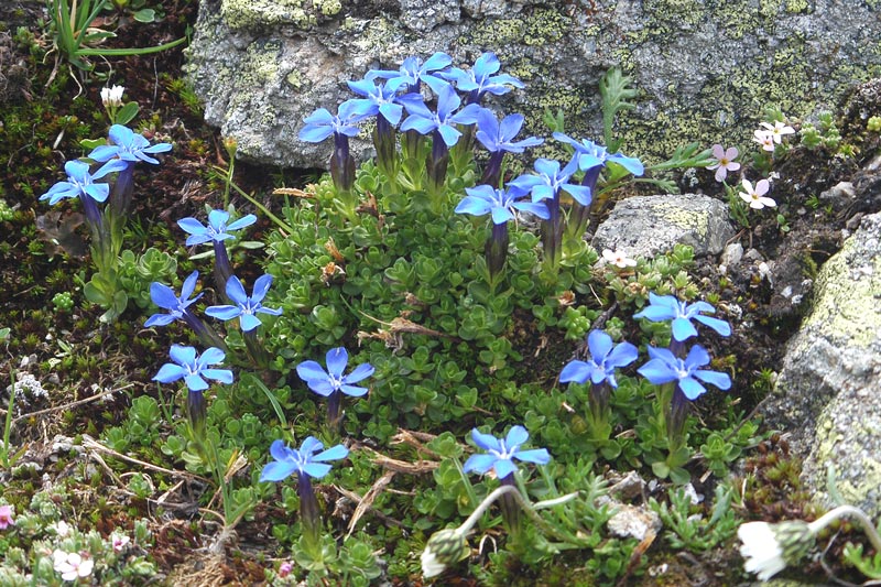 Gentiana orbicularis / Genziana a foglie rotonde