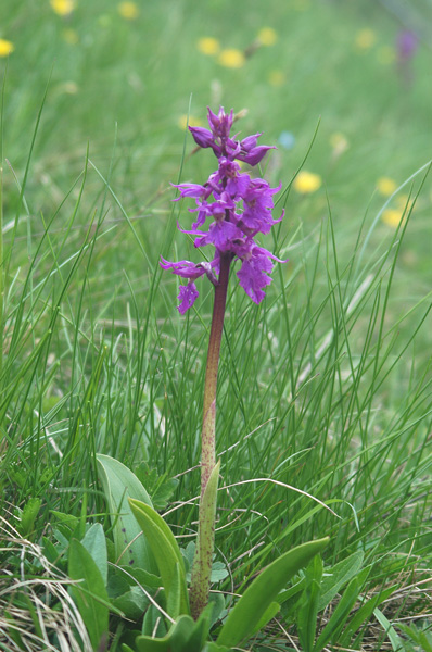 Orchis mascula