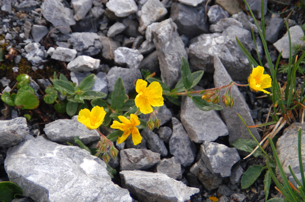 Cercasi esperto in Helianthemum !