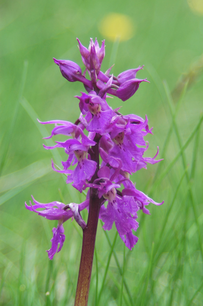 Orchis mascula