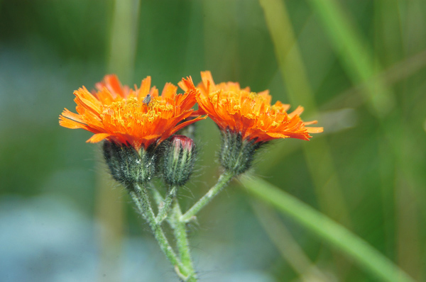 Pilosella aurantiaca (=Hieracium aurantiacum) / Pelosella aurea