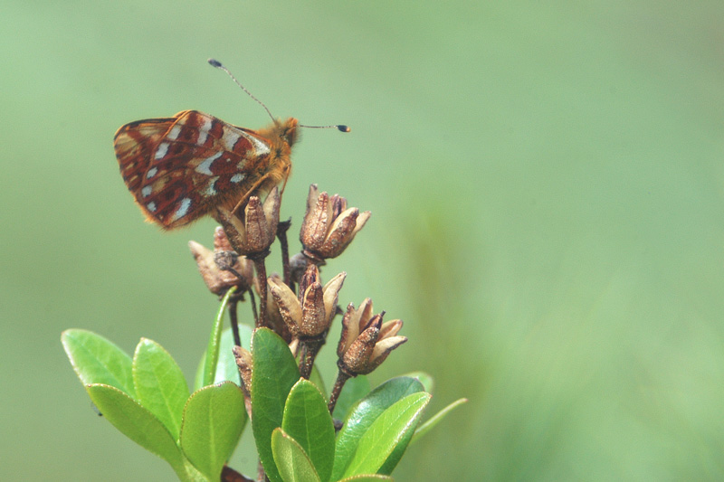 Nymphalidae d''alta quota!