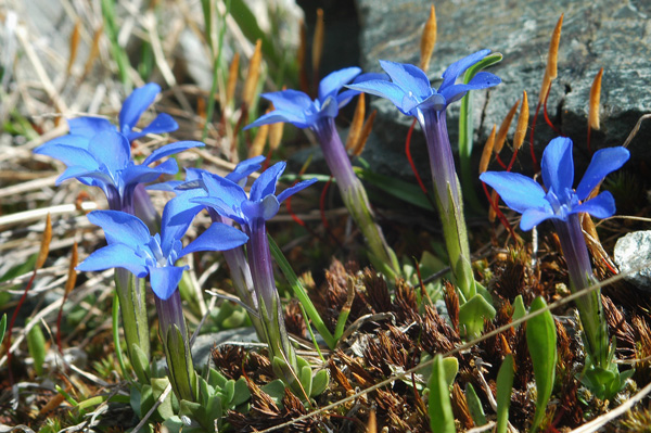 Gentiana brachyphylla / Genziana a foglie corte