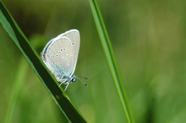 Polyommatus semiargus?