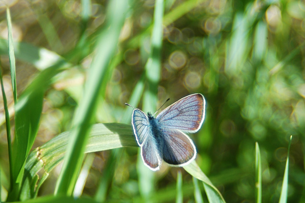 Polyommatus semiargus?