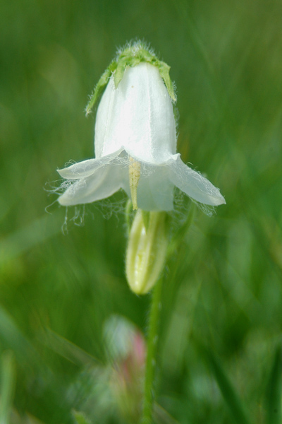 Campanula barbata / Campanula pelosa