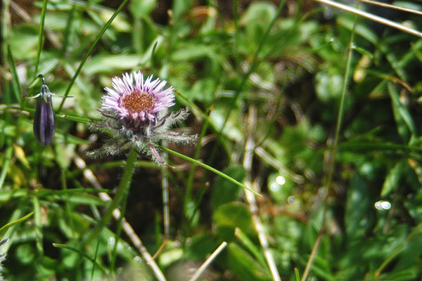 E questo cos'' ? - Erigeron sp.