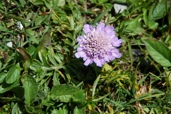 Scabiosa lucida ?