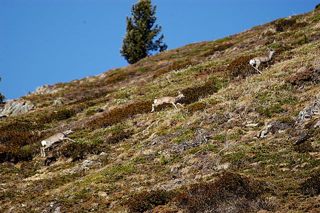 Il Capriolo