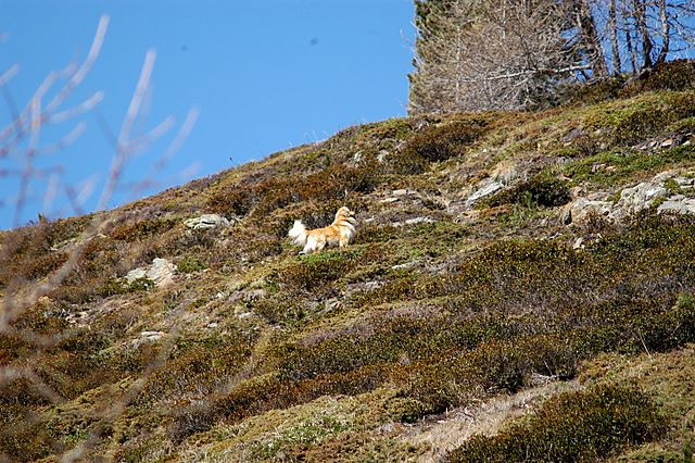 Il Capriolo