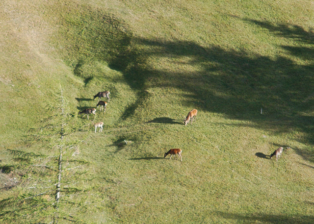 Strategie riproduttive del cervo (Cervus elaphus)