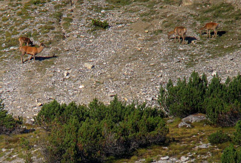 Strategie riproduttive del cervo (Cervus elaphus)