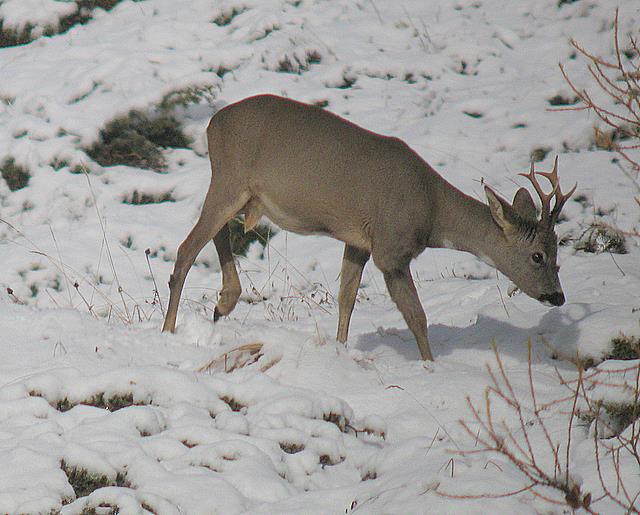 Il Capriolo