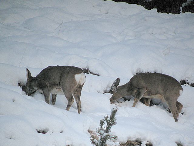 Il Capriolo