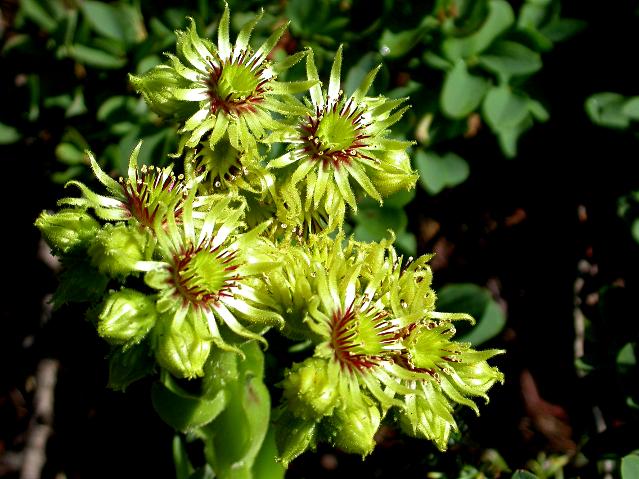 Sempervivum wulfenii / Semprevivo di Wulfen