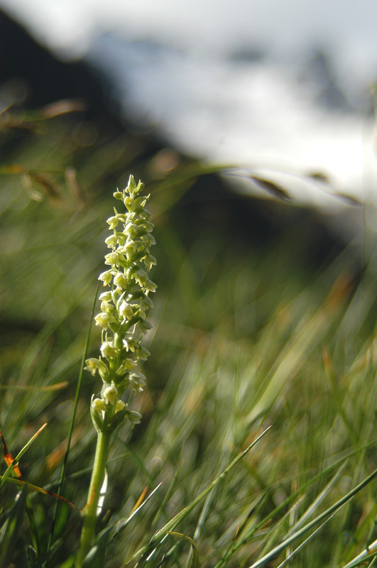 Orchidee dell'' Alta Valtellina!