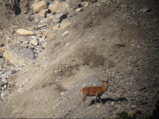 Strategie riproduttive del cervo (Cervus elaphus)