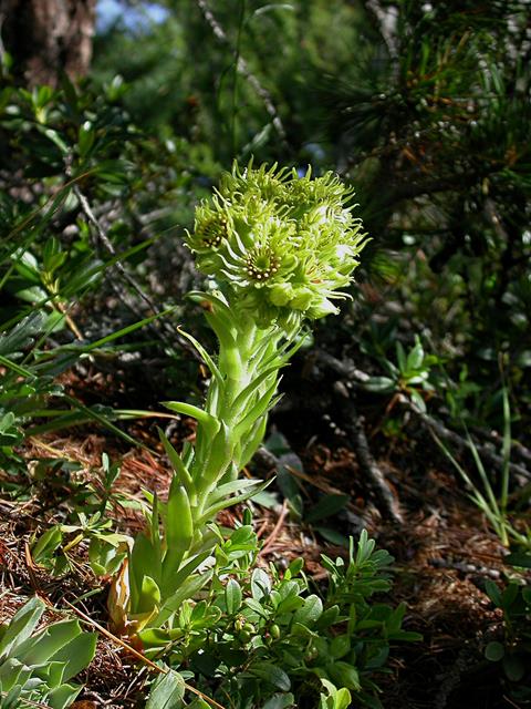 Sempervivum wulfenii / Semprevivo di Wulfen