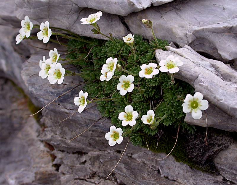 Saxifraga exarata subsp. moschata / Sassifraga muschiata