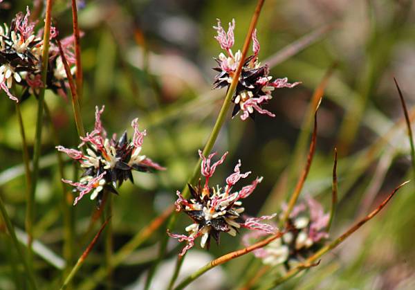 Juncus jacquinii / Giunco di Jacquin