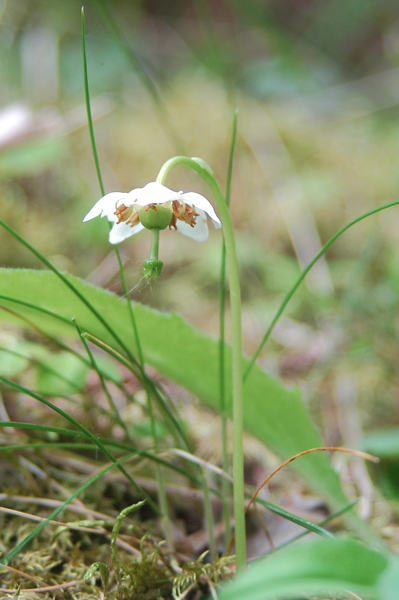 Moneses uniflora / Piroletta soldanina