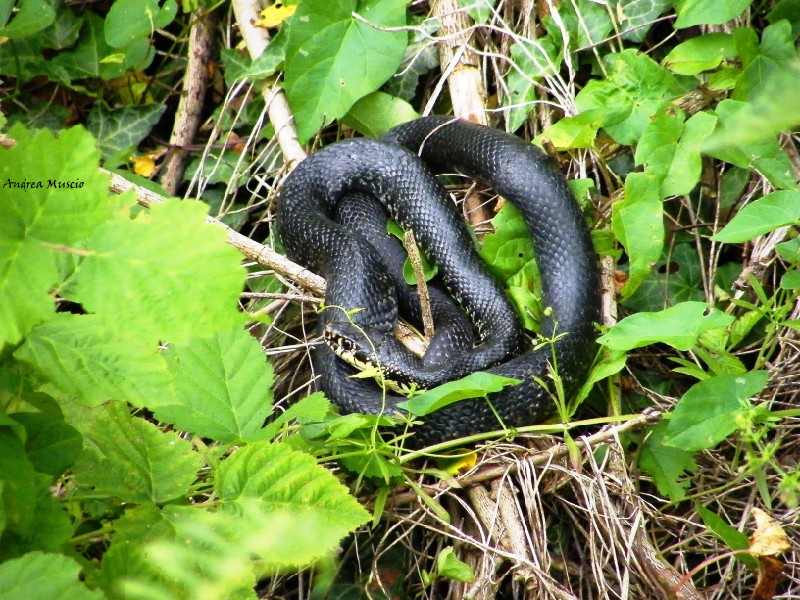 biacco (Hierophis viridiflavus)