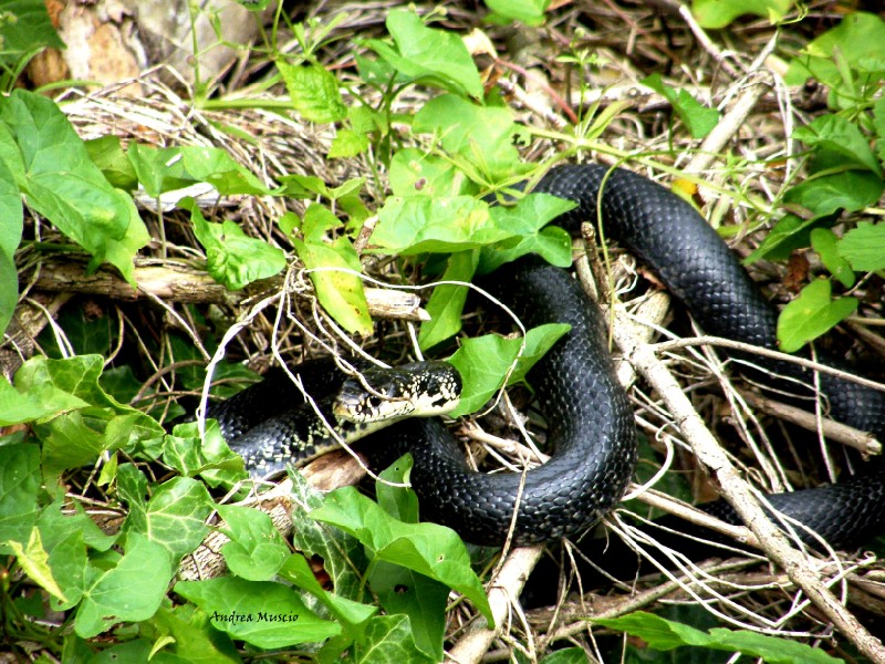 biacco (Hierophis viridiflavus)