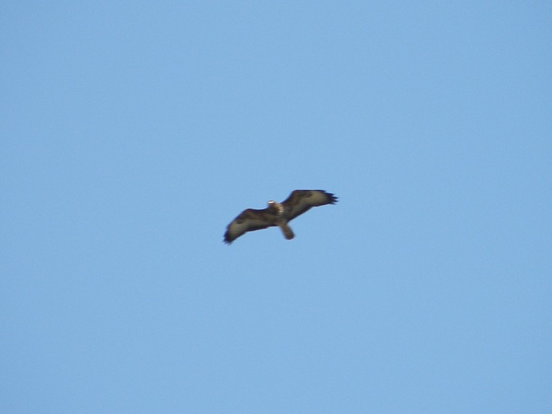 id rapace....poiana?