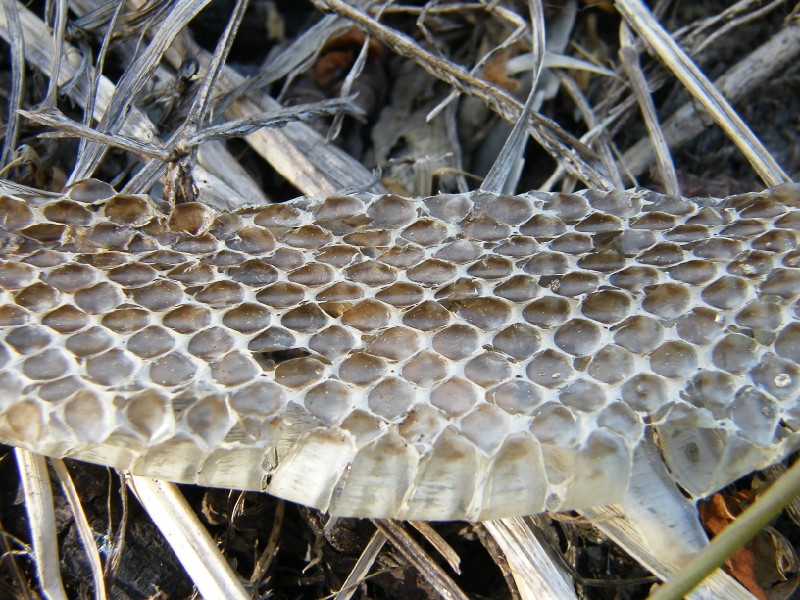 serpente(cervone?)con sorpresina