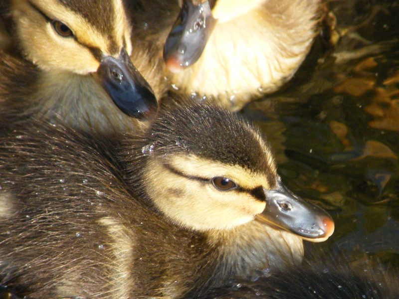 mamma anatra(germano reale)