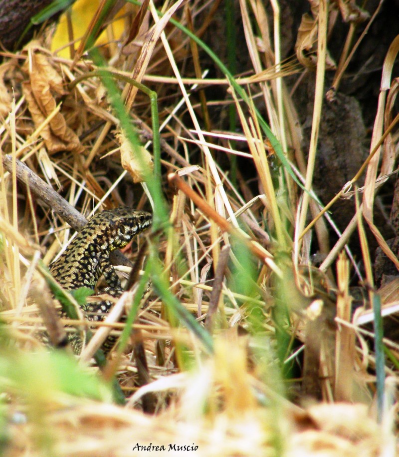 lucertola muraiola(Podarcis muralis)