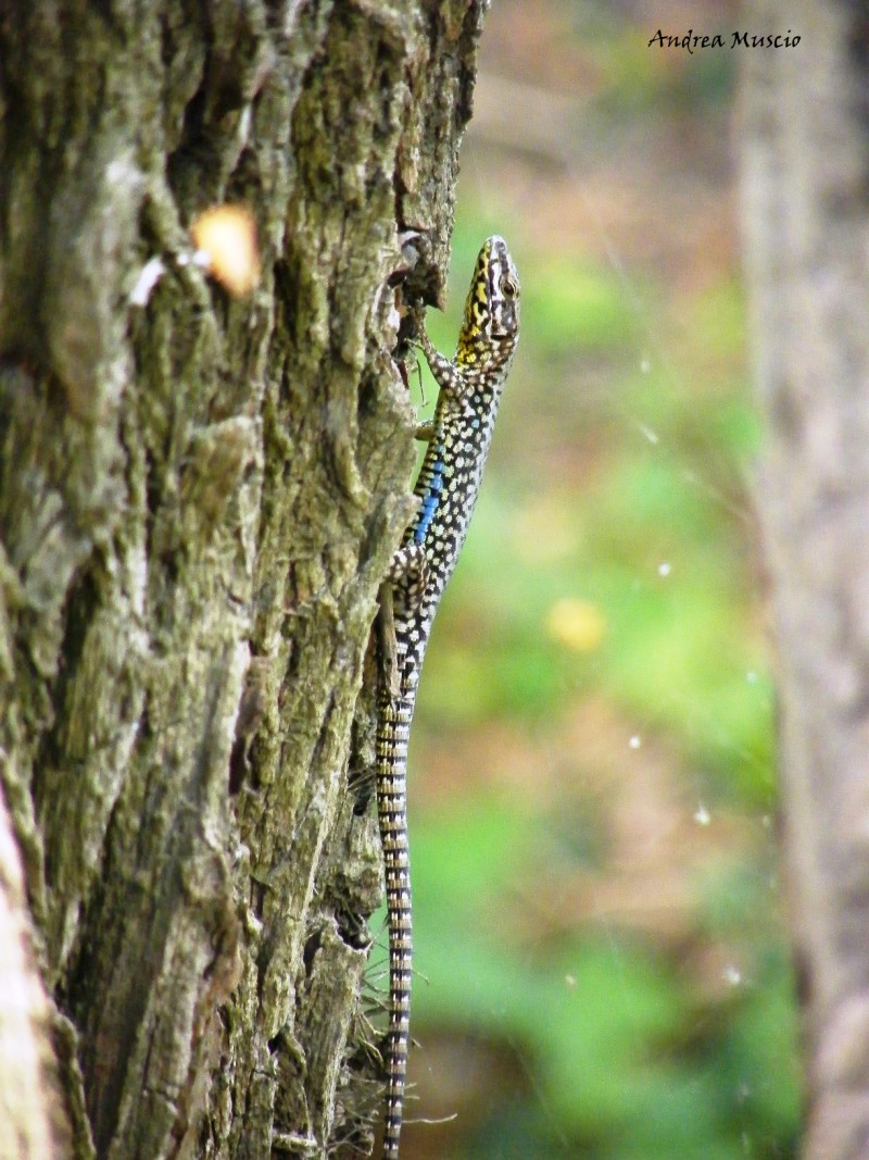 lucertola muraiola(Podarcis muralis)