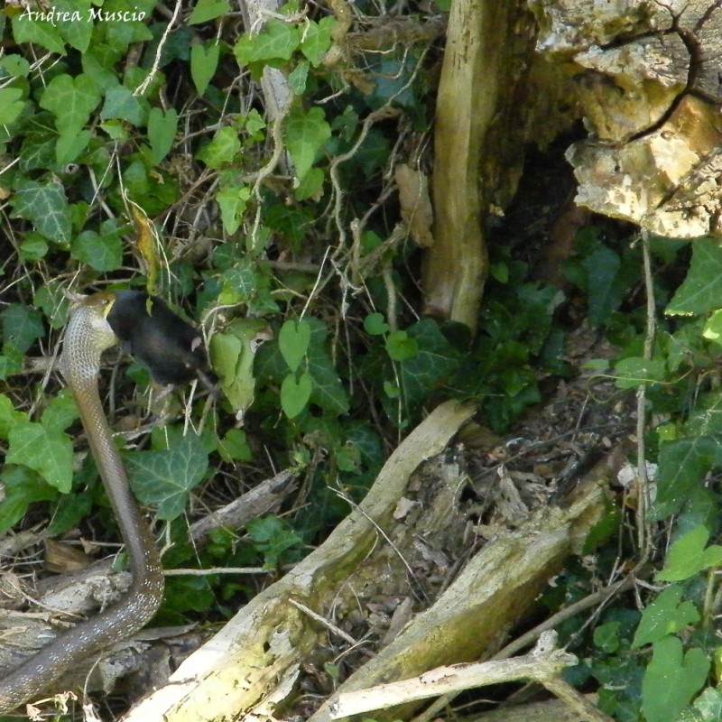 serpente(cervone?)con sorpresina