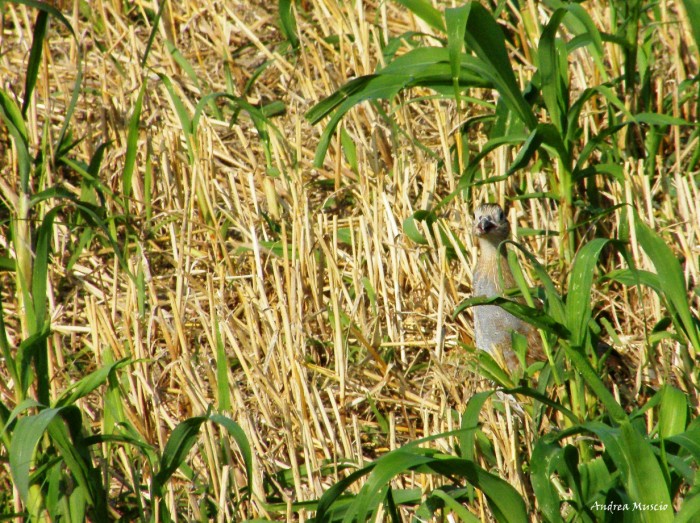 starna(Perdix perdix)