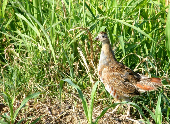 starna(Perdix perdix)