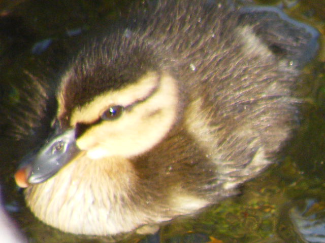 mamma anatra(germano reale)